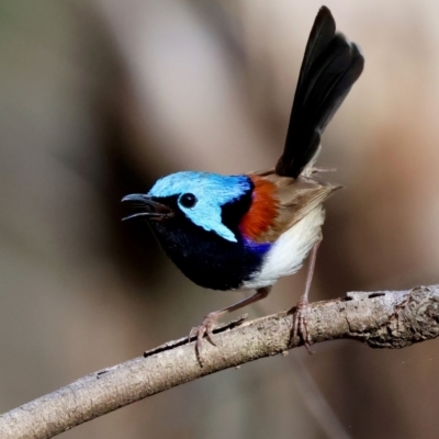 Malurus lamberti (Variegated Fairywren) at Moruya, NSW - 7 Jan 2024 by LisaH