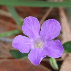 Brunoniella pumilio (Dwarf Blue Trumpet) at Moruya, NSW - 7 Jan 2024 by LisaH