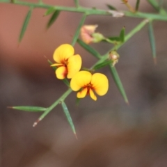 Daviesia ulicifolia (Gorse Bitter-pea) at Moruya, NSW - 7 Jan 2024 by LisaH