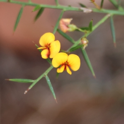 Daviesia ulicifolia (Gorse Bitter-pea) at Moruya, NSW - 7 Jan 2024 by LisaH