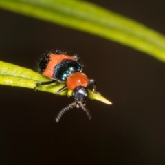 Dicranolaius bellulus at Pinnacle NR (PIN) - 28 Dec 2023 11:11 AM