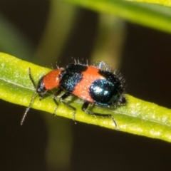 Dicranolaius bellulus at Pinnacle NR (PIN) - 28 Dec 2023