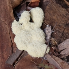 Fuligo septica (Scrambled egg slime) at Moruya, NSW - 6 Jan 2024 by LisaH