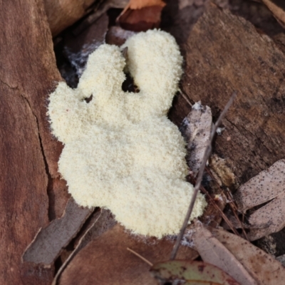 Fuligo septica (Scrambled egg slime) at Moruya, NSW - 6 Jan 2024 by LisaH