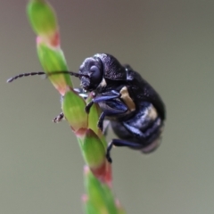 Unidentified Beetle (Coleoptera) by LisaH