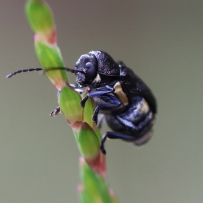 Unidentified Beetle (Coleoptera) by LisaH