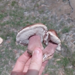 Tylopilus sp. (A Bolete) at Tarago, NSW - 7 Jan 2024 by DrDJDavidJ