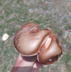 Tylopilus sp. at Tarago, NSW - 7 Jan 2024