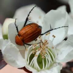 Phyllotocus sp. (genus) (Nectar scarab) at Moruya, NSW - 7 Jan 2024 by LisaH