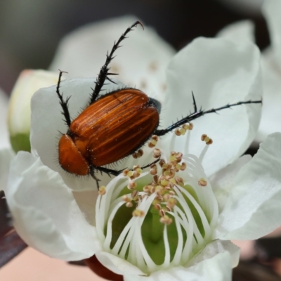 Phyllotocus sp. (genus) (Nectar scarab) at Moruya, NSW - 7 Jan 2024 by LisaH