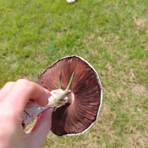 Agaricus sp. at Tarago, NSW - 7 Jan 2024