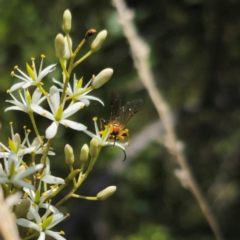 Labium sp. (genus) at QPRC LGA - 7 Jan 2024