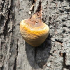 Ganoderma sp. (Ganoderma sp.) at QPRC LGA - 7 Jan 2024 by Csteele4