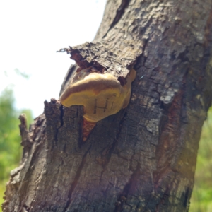 Ganoderma sp. at QPRC LGA - 7 Jan 2024