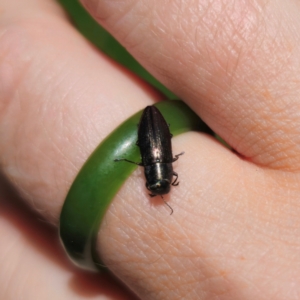 Melobasis sp. (genus) at QPRC LGA - 7 Jan 2024