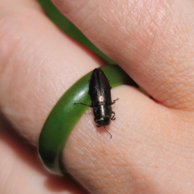 Melobasis sp. (genus) (Unidentified Melobasis jewel Beetle) at QPRC LGA - 7 Jan 2024 by Csteele4