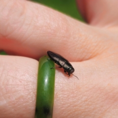 Melobasis sp. (genus) at QPRC LGA - 7 Jan 2024