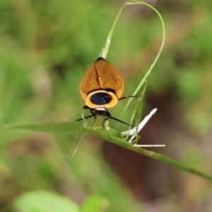 Ellipsidion australe at Moruya, NSW - suppressed