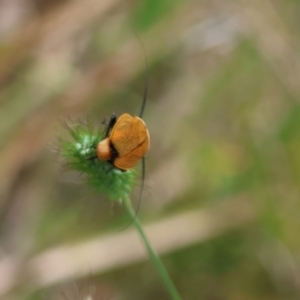 Ellipsidion australe at Moruya, NSW - suppressed