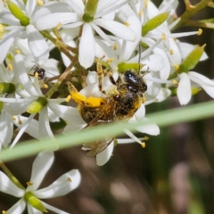 Lasioglossum (Chilalictus) sp. (genus & subgenus) (Halictid bee) at QPRC LGA - 7 Jan 2024 by Csteele4