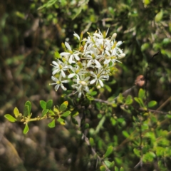 Bursaria spinosa subsp. lasiophylla (Australian Blackthorn) at QPRC LGA - 7 Jan 2024 by Csteele4