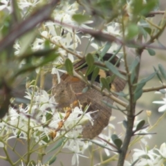 Heteronympha merope (Common Brown Butterfly) at Mount Taylor NR (MTN) - 7 Jan 2024 by MichaelMulvaney