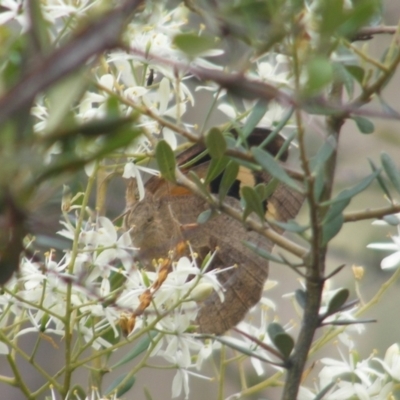 Heteronympha merope (Common Brown Butterfly) at Kambah, ACT - 7 Jan 2024 by MichaelMulvaney