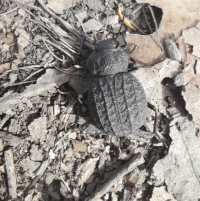 Nyctozoilus reticulatus (Darkling beetle) at Aranda, ACT - 6 Jan 2024 by VanceLawrence