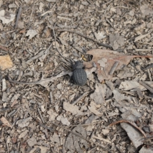 Nyctozoilus reticulatus at Black Mountain - 7 Jan 2024