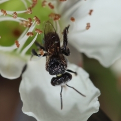 Tetragonula carbonaria (Stingless bee) at Moruya, NSW - 7 Jan 2024 by LisaH