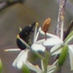 Mordellidae (family) (Unidentified pintail or tumbling flower beetle) at Mount Taylor - 7 Jan 2024 by MichaelMulvaney