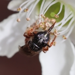Exoneura sp. (genus) (A reed bee) at Moruya, NSW - 6 Jan 2024 by LisaH