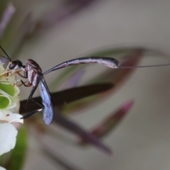 Gasteruptiidae (Family) (Carrot Wasps) at Moruya, NSW - 7 Jan 2024 by LisaH