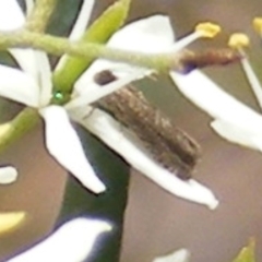 Olethreutinae (subfamily) (Unidentified leaf roller) at Kambah, ACT - 7 Jan 2024 by MichaelMulvaney