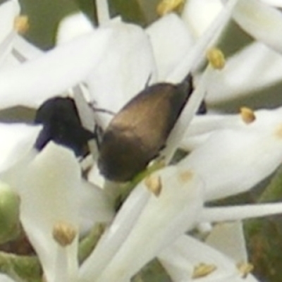 Mordellidae (family) (Unidentified pintail or tumbling flower beetle) at Mount Taylor - 7 Jan 2024 by MichaelMulvaney