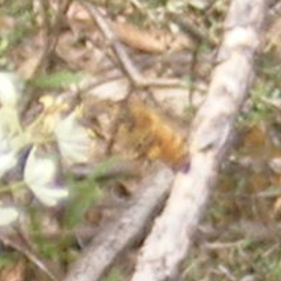 Apis mellifera (European honey bee) at Mount Taylor - 7 Jan 2024 by MichaelMulvaney