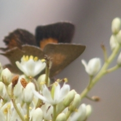 Paralucia pyrodiscus (Fiery Copper) at Mount Taylor NR (MTN) - 7 Jan 2024 by MichaelMulvaney