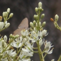 Paralucia pyrodiscus at Mount Taylor NR (MTN) - suppressed