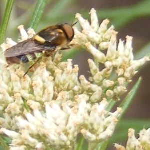 Odontomyia hunteri at Mount Taylor NR (MTN) - 7 Jan 2024