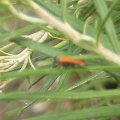 Lycidae sp. (family) (Net-winged beetle) at Kambah, ACT - 7 Jan 2024 by MichaelMulvaney