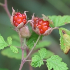 Rubus parvifolius (Native Raspberry) at Wodonga - 6 Jan 2024 by KylieWaldon