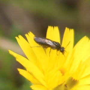 Eurys sp. (genus) at Mount Taylor NR (MTN) - 7 Jan 2024