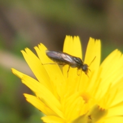 Eurys sp. (genus) (Eurys sawfly) at Mount Taylor - 7 Jan 2024 by MichaelMulvaney
