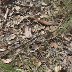 Orthetrum caledonicum at Point 4465 - 7 Jan 2024 08:19 AM