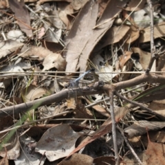 Orthetrum caledonicum at Point 4465 - 7 Jan 2024