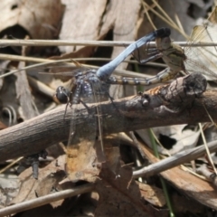 Orthetrum caledonicum at Point 4465 - 7 Jan 2024 08:19 AM