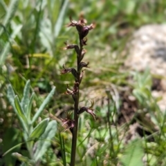 Prasophyllum tadgellianum (Tadgell's leek orchid) at Thredbo, NSW - 7 Jan 2024 by Rebeccajgee