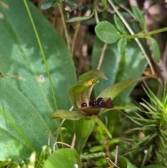 Chiloglottis cornuta (Green Bird Orchid) at Thredbo, NSW - 7 Jan 2024 by Rebeccajgee
