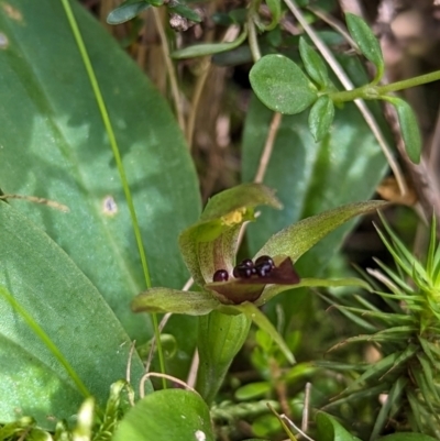 Chiloglottis cornuta (Green Bird Orchid) at Kosciuszko National Park - 7 Jan 2024 by Rebeccajgee