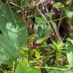 Chiloglottis cornuta at Kosciuszko National Park - 7 Jan 2024